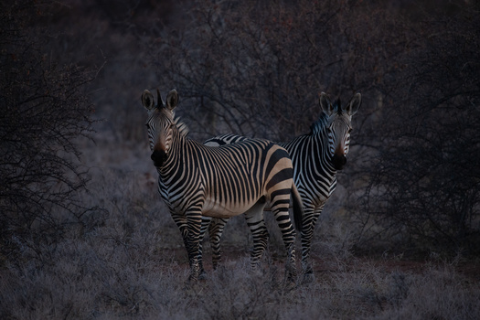 raw wildlife image of a zebra straight out of camera
