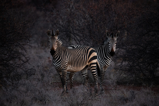 photo of zebras with basic color and contrast adjustments in lightroom
