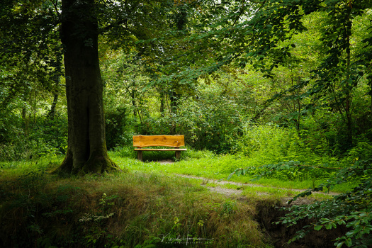 A simple bench in a forest. It has a different color, but it does not really stand out. You need to convert the photo to black and white to see how the brightness in the photo is.