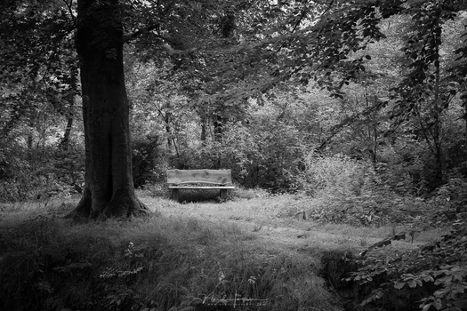 When converted to black and white, we find out the brightness is almost the same as its surroundings. Except for the dark tree, there is nothing that attracts real attention.