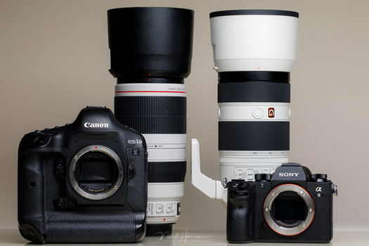 A sports camera and big zoom lens is very usable for wildlife and birds. These two camera's are accompanied by a 100-400mm lens. that are very usable for wildlife and birds. You can even combine these with a tele converter for some extra reach.