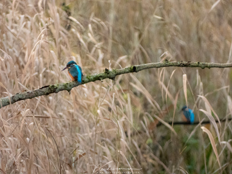 Two kingfisher birds at a creek nearby. Shot from a large distance using the maximum optical zoom capabilities of the Coolpix P1000. Unfortunately the high ISO level is ruining the quality. (3000mm (FF equivalent) - ISO1600 - f/8 - 1/100)