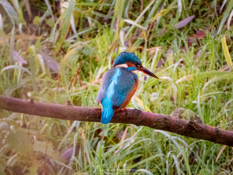 Another kingfisher shot at 3000 mm optical zoom. The image is not cropped during post processing. The zoom capabilites are amazing. The quality is not. (3000mm (FF equivalent) - ISO1600 - f/8 - 1/100)