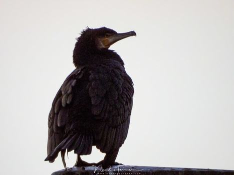 A cormorant up close. This is possible thanks to the large focal length. Unfortunately the high ISO value is degrading the quality too much. (3000 mm (FF equivalent) - ISO800 - f/8 - 1/125)