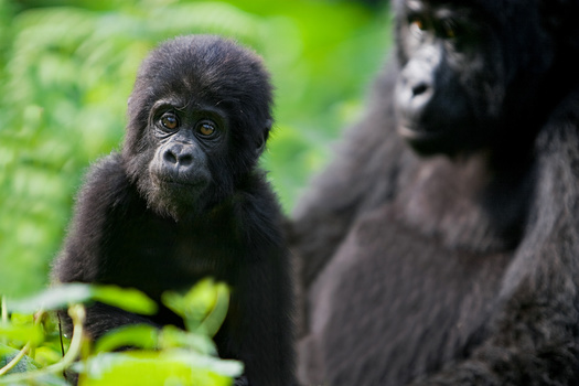 Don't Go Too Far An infant mountain gorilla wanders from its mother.