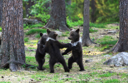 Photographer Hides In The Woods As He Captures Three Baby Bears Play Fighting And Climbing Trees Fstoppers