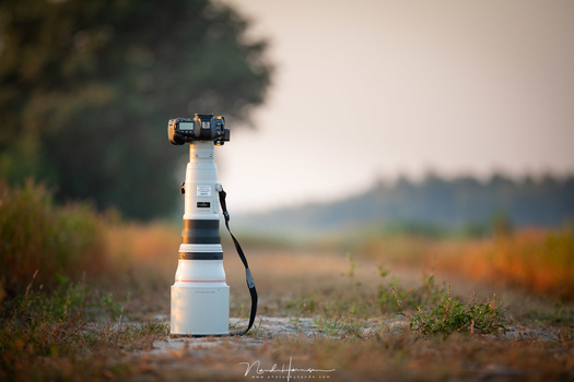 A wonderful beast; the Canon EF 800mm f/5,6L lens. Very large, heavy and now it is returned to the rightfull owner, I don't miss it at all. well, almost.