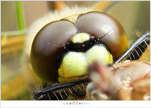 Super macro lenses can get really close. With magnifications up to 5 times and perhaps even more.