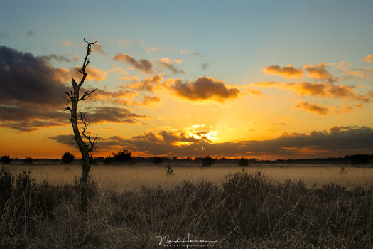 By using a 35mm focal length instread of 15mm, I increased the distance to the tree by a factor of two (and a bit). This way the tree has the same size, but the background is changed dramatically. It is magnified, and now only the yellow sunset is visible