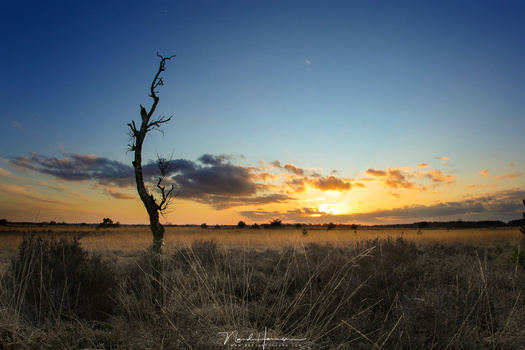 Although the subject, that bare tree, isn't the most interesting one, the image is just for demonstration purposes. This is shot with 15mm on a 1,3crop camera. It shows a small background with lots of blue sky, which isn't that interesting, I think.