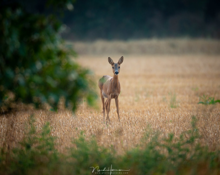 An example where the use of a longer focal length can make a difference. It would be impossible to get closer to this roe deer without scaring it away. It is the main reason for many, to have long focal lengths available. (Canon 1Dx + 800mm | ISO640 | f/5