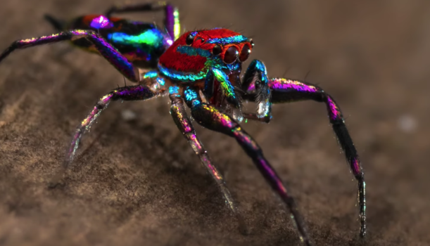 Amateur Photographer Captures World's 'Most Colorful' Spider | Fstoppers