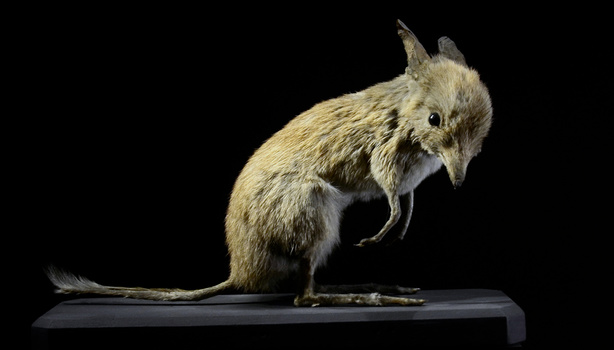 pig-footed bandicoot pig-footed bandicoot
