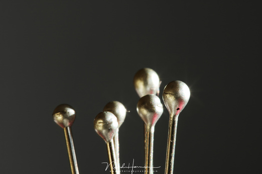 Shot with a Canon EF 100mm f/2,8 lens with a 25mm extension tube. The magnification is 1.39x