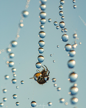 A spider in its web with dew drops reflecting the world (EOS 5Dmk3 + 100mm macro lens | ISO200 | f/6,3 | 1/320)