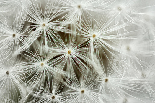 I once used a Canon MP-E65 lens, which I found very difficult to shoot with. It takes a lot of practice, but I like this close-up I made from the seedhead of a dandelion (EOS 5Dmk3 + MP-E65mm @ 4x magnification | ISO100 | f/2,8 | 1/10s)
