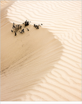An S-curve is an amazing line inside the image. It can work as a natural flow through the image. This example has also secundairy lines, leading towards the S-curve.
