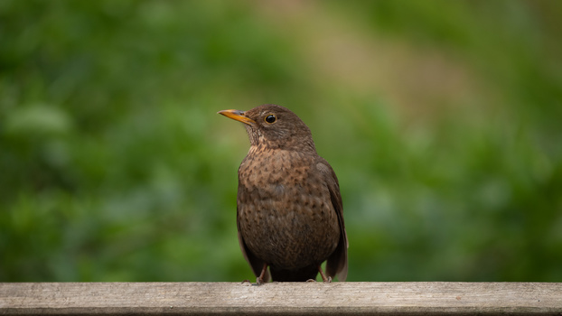 Bird composition Bird composition framing