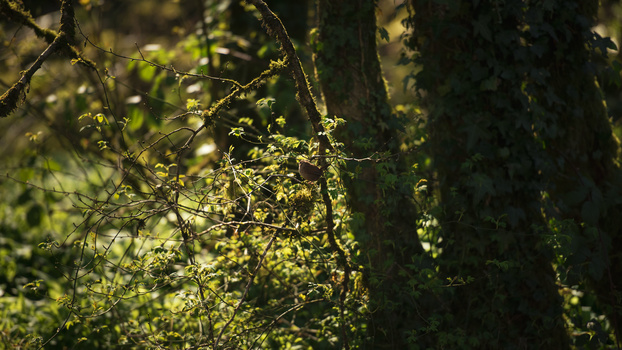 Bird too small in frame Bird too small in the frame
