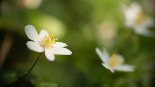 Selective depth of field with flower Selective depth of field with wood anemone