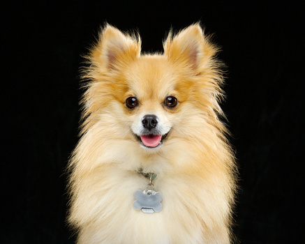 Loki's Portrait ACDSee Loki Puppy Portrait JTBlenker.com Fstoppers