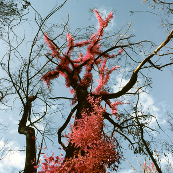 ants-eye view of a burnt tree, with red foliage