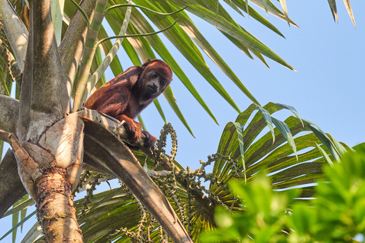 Howler Monkey