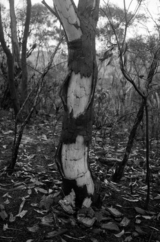 a burnt tree stump in black and white