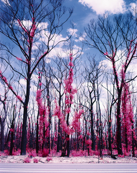 burnt trees in infrared, with red foliage