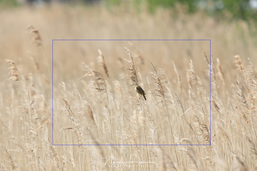 You could shoot with a full frame and crop afterwards. You could also uise a crop camera. Which is the better choice?