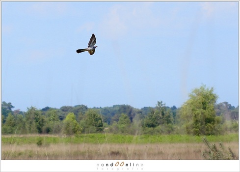 I shot this flying cuckoo with a 100mm lens on a full frame camera, and used a heavy crop. Using a 100mm lens on a MFT camera would have the same result.