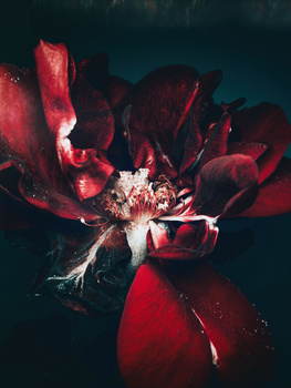 Alia Rose by Walid Azami Alia Rose by Walid Azami