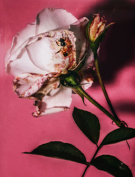 The rose and her friend by Walid Azami The rose and her friend by Walid Azami