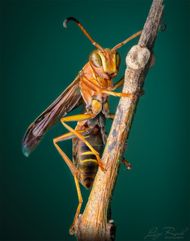Portrait of a Wasp - Photograph by Liza Rock Wasp on a branch - Photograph by Liza Rock