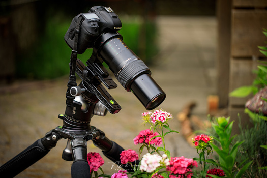Focussing with live view is very accurate. Perfect for macro photography