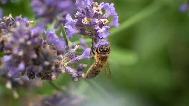 Honeybee on lavender Honeybee on lavender flower