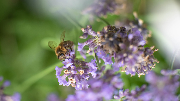Honeybee on lavender Honeybee searching for pollen on lavender