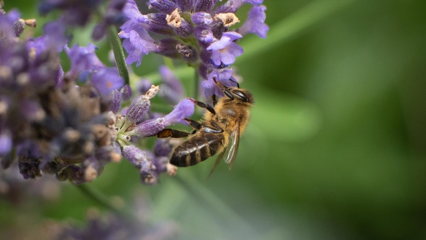 Macro of honeybee Macro of honeybee on lavender