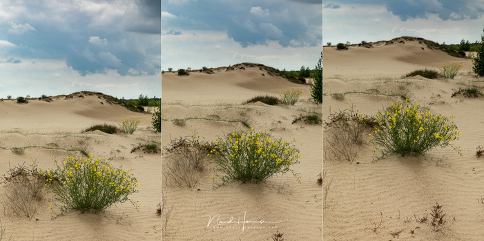The angle in which you point your camera will change the feeling of the composition. Which one do you like the best?