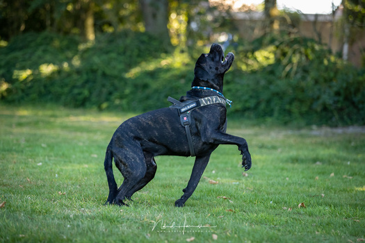 Just waiting for the ball to arrive to Earth. The Canon EOS 1Dx mark III is ready for any action to occur.