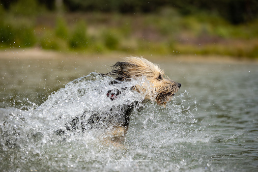 Bruc running through the water. A very challenging task for the autofocus, keeping focus on the dog behind the water curtain.