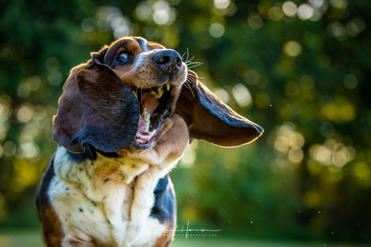 Although there is no animal eye detection, it managed to keep focus on the eyes of James, the basset hound.