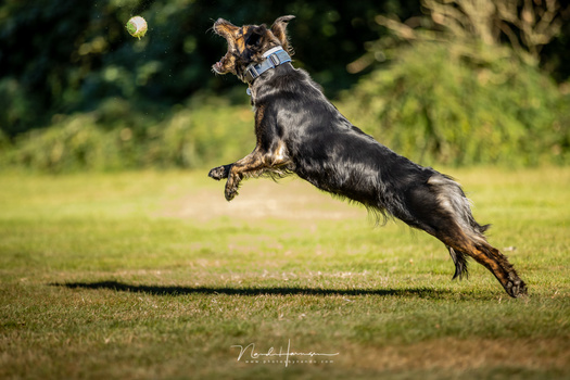 Lola catching a ball. For the photographer it can be very challenging following the dog. Any image out of focus is probably caused by the photographer