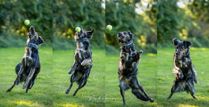 It doesn't matter if you shoot an atlete, or a dog, The autofocus keeps the subject perfect in focus