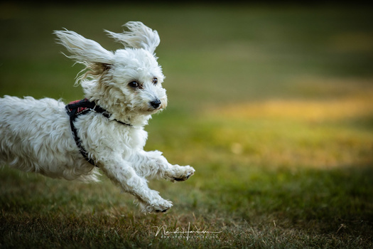 Lucy running into the frame. These small dogs are so small and fast, but the autofocus grabs hold of them very fast as long as you can keep them in the frame