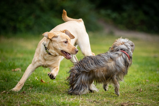 Sem and Isa playing in the park. It is fun photographing these dogs. The Canon EOS 1Dx mark III makes it even more fun.