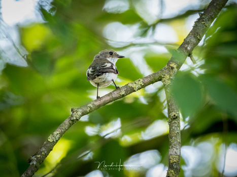 The European Pied Flycatcher, the autofocus had some difficulties focussing on the birds head. (M.Zuiko 75-300mm @ 300mm, ISO2000, f/6.7, 1/125)
