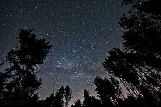 the milky way behind tall trees