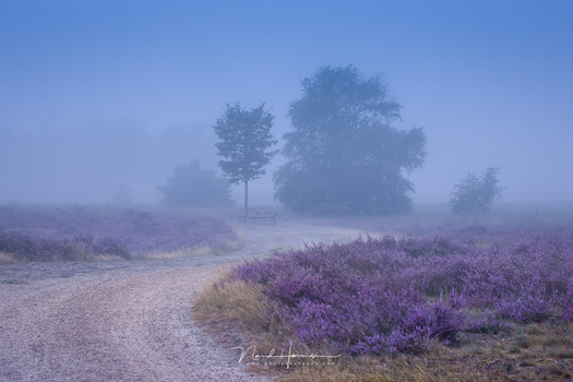 Reality or manipulation? This one is a merger between two images. One of the path between the heather, and one of the trees and bench in the mist. Shot in the same location, two minutes after each other. But two images nevertheless.