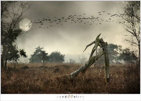 I manipulated this image many years ago in Photoshop. There are three different images merged together. The forground, the birds and the sun and clouds. I never claimed it to be real.